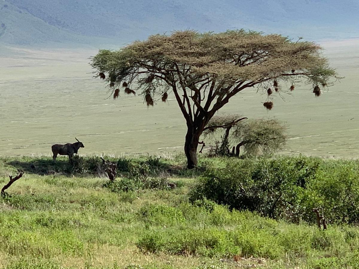 Zawadi Camp Hotel Serengeti Exterior foto