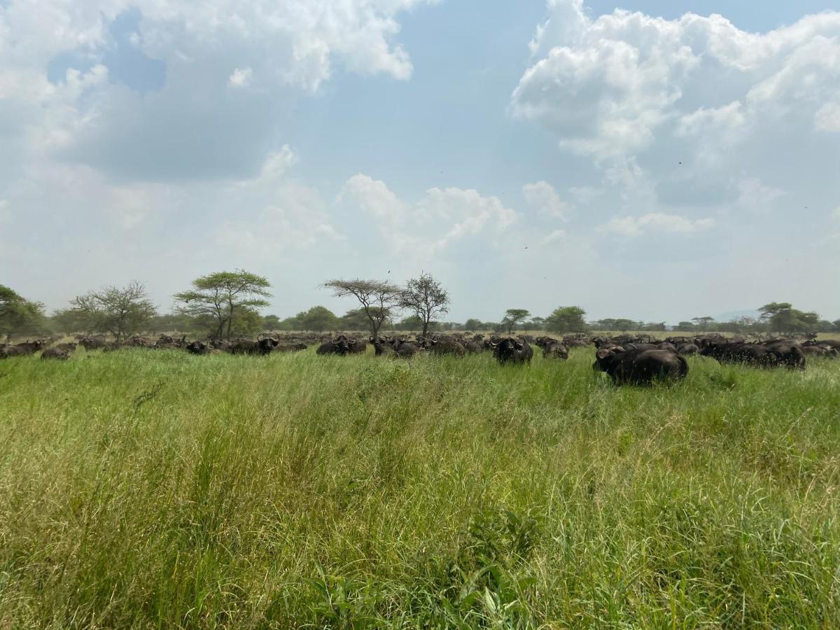 Zawadi Camp Hotel Serengeti Exterior foto